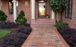 Purple Pixie Loropetalum - 1 Gallon Pot 12 Purple Pixie Loropetalum - 1 Gallon Pot -Foliage Dream Sales Store Purple Pixie Loropetalum Border