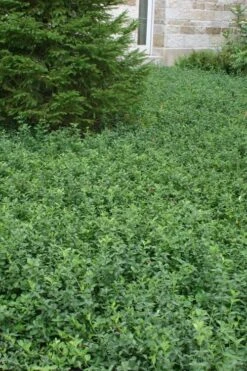 Purple Wintercreeper - Euonymus Fortunei Coloratus - 10 Pack Of Pint Pots 10 Purple Wintercreeper - Euonymus Fortunei Coloratus - 10 Pack Of Pint Pots -Foliage Dream Sales Store Purple Wintercreeper 5