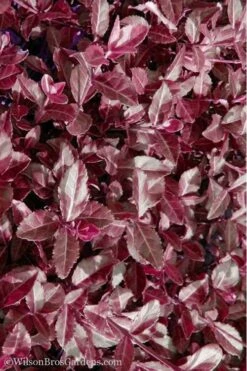 Purple Wintercreeper - Euonymus Fortunei Coloratus - 10 Pack Of Pint Pots 13 Purple Wintercreeper - Euonymus Fortunei Coloratus - 10 Pack Of Pint Pots -Foliage Dream Sales Store Purple Wintercreeper 7
