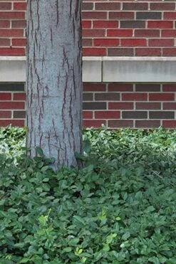 Purple Wintercreeper - Euonymus Fortunei Coloratus - 18 Count Flat Of Pint Pots -Foliage Dream Sales Store Purple Wintercreeper 8 1