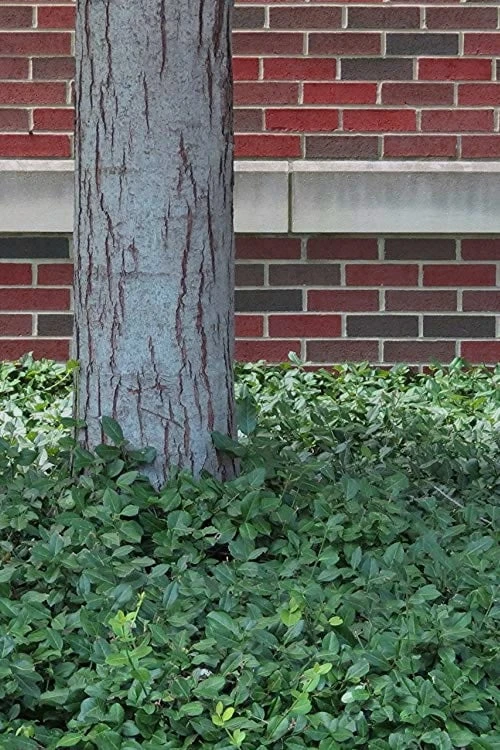 Purple Wintercreeper - Euonymus Fortunei Coloratus - 10 Pack Of Pint Pots 6 Purple Wintercreeper - Euonymus Fortunei Coloratus - 10 Pack Of Pint Pots - Image 6