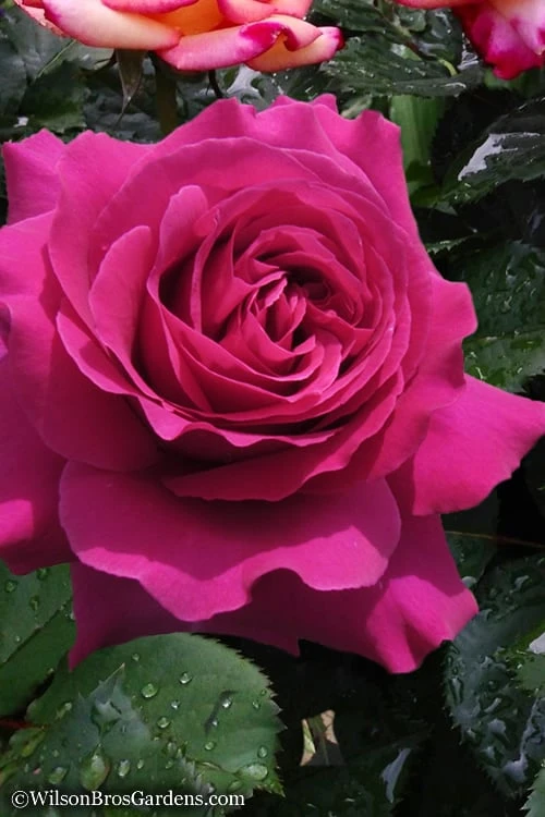 Brindabella Purple Prince Shrub Rose - 1 Gallon Pot 1 Brindabella Purple Prince Shrub Rose - 1 Gallon Pot