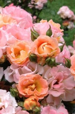 Peach Drift Groundcover Rose - 3 Gallon Pot -Foliage Dream Sales Store Rose Drift Peach 22