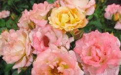 Peach Drift Groundcover Rose - 3 Gallon Pot -Foliage Dream Sales Store Rose Drift Peach