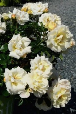 Popcorn Drift Groundcover Rose - 1 Gallon Pot 11 Popcorn Drift Groundcover Rose - 1 Gallon Pot -Foliage Dream Sales Store Rose Drift Popcorn 10