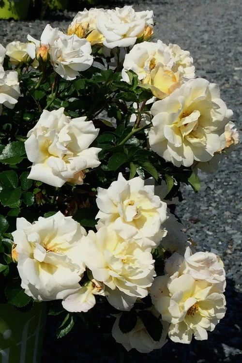 Popcorn Drift Groundcover Rose - 1 Gallon Pot 6 Popcorn Drift Groundcover Rose - 1 Gallon Pot - Image 6