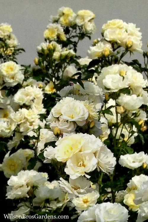 Popcorn Drift Groundcover Rose - 1 Gallon Pot 4 Popcorn Drift Groundcover Rose - 1 Gallon Pot - Image 4