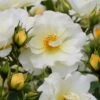 Popcorn Drift Groundcover Rose - 1 Gallon Pot