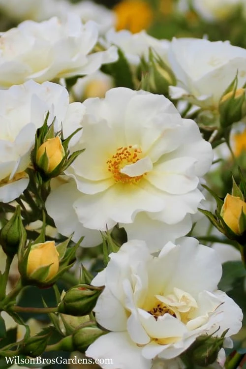 Popcorn Drift Groundcover Rose - 1 Gallon Pot 1 Popcorn Drift Groundcover Rose - 1 Gallon Pot