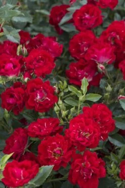 Red Drift Groundcover Rose - 3 Gallon Pot
