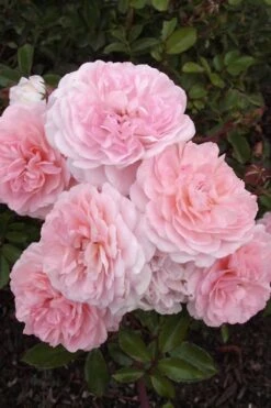Sweet Drift Groundcover Rose - 2 Gallon Pot -Foliage Dream Sales Store Rose Drift Sweet 20