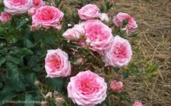 Sweet Drift Groundcover Rose - 2 Gallon Pot -Foliage Dream Sales Store Rose Drift Sweet 21