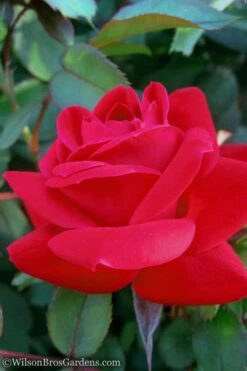 Red Double Knock Out Rose - 5 Gallon Pot -Foliage Dream Sales Store Rose Knock Out Double Red 10