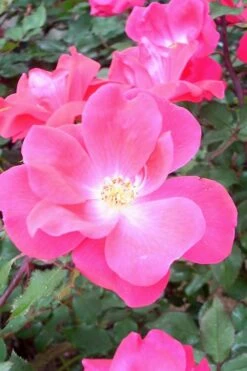 Pink Knock Out Rose - 1 Gallon Pot -Foliage Dream Sales Store Rose Knock Out Pink 6 1