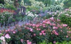 Pink Knock Out Rose - 1 Gallon Pot -Foliage Dream Sales Store Rose Knock Out Pink 8 1