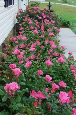 Pink Knock Out Rose - 1 Gallon Pot -Foliage Dream Sales Store Rose Knock Out Pink 9 1