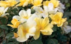 Sunny Yellow Knock Out Rose - 1 Gallon Pot -Foliage Dream Sales Store Rose Knock Out Sunny 11