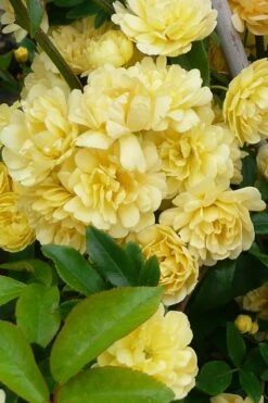 Lady Banks Yellow Rose - 5 Gallon Pot 16 Lady Banks Yellow Rose - 5 Gallon Pot -Foliage Dream Sales Store Rose Lady Banks Yellow 20 1