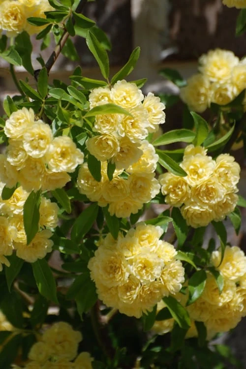 Lady Banks Yellow Rose - 5 Gallon Pot 5 Lady Banks Yellow Rose - 5 Gallon Pot - Image 5