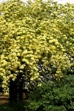 Lady Banks Yellow Rose - 3 Gallon Pot -Foliage Dream Sales Store Rose Lady Banks Yellow 25 2