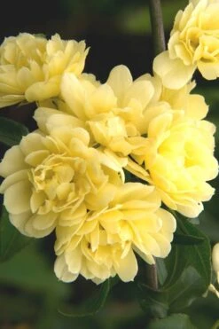 Lady Banks Yellow Rose - 2 Gallon Pot -Foliage Dream Sales Store Rose Lady Banks Yellow 27 3