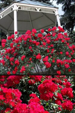 Linda Campbell Hybrid Rugosa Rose - 3 Gallon Pot -Foliage Dream Sales Store Rose Linda Campbell 3