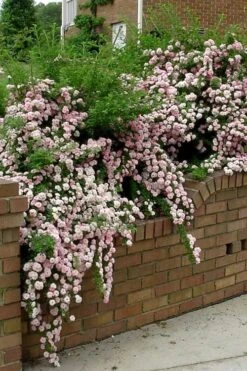 Petite Pink Scotch Miniature Rose - 1 Gallon Pot -Foliage Dream Sales Store Rose Petite Scotch Pink 10