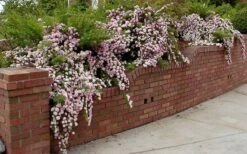 Petite Pink Scotch Miniature Rose - 1 Gallon Pot -Foliage Dream Sales Store Rose Petite Scotch Pink 2