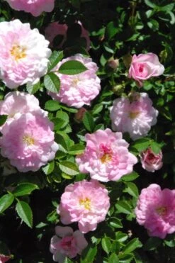 Petite Pink Scotch Miniature Rose - 1 Gallon Pot -Foliage Dream Sales Store Rose Petite Scotch Pink 3