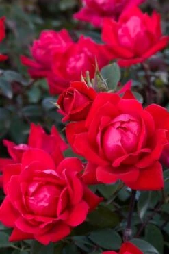 Red Double Knock Out Rose - 5 Gallon Pot -Foliage Dream Sales Store Rose Red Double Knockout BS