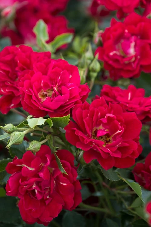 Red Drift Groundcover Rose - 3 Gallon Pot 5 Red Drift Groundcover Rose - 3 Gallon Pot - Image 5