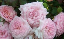 Sweet Drift Groundcover Rose - 1 Gallon Pot -Foliage Dream Sales Store Rose Sweet Drift 1
