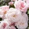 Sweet Drift Groundcover Rose - 1 Gallon Pot