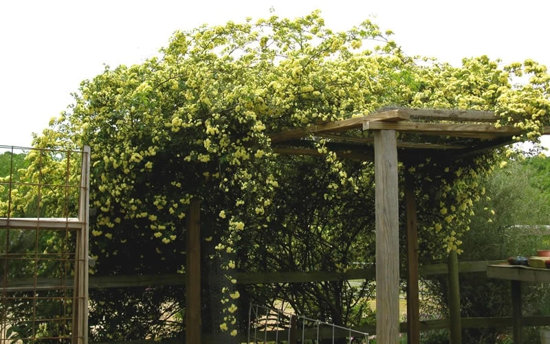 Lady Banks Yellow Rose - 5 Gallon Pot 10 Lady Banks Yellow Rose - 5 Gallon Pot - Image 10