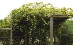 Lady Banks Yellow Rose - 2 Gallon Pot -Foliage Dream Sales Store Rose Yellow Lady Banks On Pergola 3