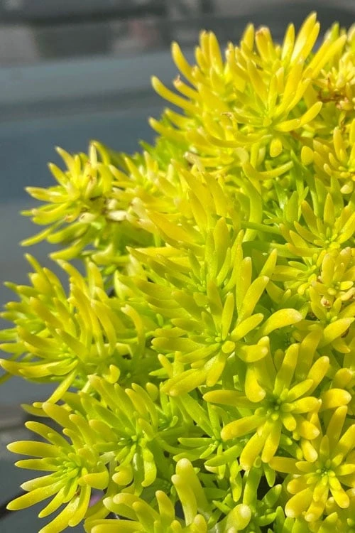 Lemon Ball Sedum - 5 Pack Of Pint Pots 1 Lemon Ball Sedum - 5 Pack Of Pint Pots