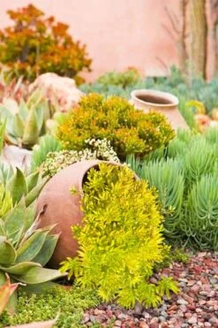 Lemon Ball Sedum - 5 Pack Of Pint Pots 11 Lemon Ball Sedum - 5 Pack Of Pint Pots -Foliage Dream Sales Store Sedum mexicanum lemon ball 2 1