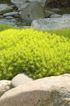 Lemon Ball Sedum - 3 Pack Of Quart Pots 12 Lemon Ball Sedum - 3 Pack Of Quart Pots -Foliage Dream Sales Store Sedum mexicanum lemon ball 4