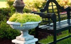 Lemon Ball Sedum - 5 Pack Of Pint Pots 13 Lemon Ball Sedum - 5 Pack Of Pint Pots -Foliage Dream Sales Store Sedum mexicanum lemon ball 6 1