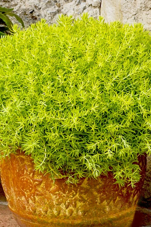 Lemon Ball Sedum - 3 Pack Of Quart Pots 4 Lemon Ball Sedum - 3 Pack Of Quart Pots - Image 4