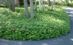 Creeping St Johns Wort - Hypericum Calycinum - 6 Pack Of Pint Pots -Foliage Dream Sales Store St Johns Wort 1