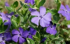 Ralph Shugert Variegated Periwinkle - Vinca Minor - 3 Pack Of Pint Pots 13 Ralph Shugert Variegated Periwinkle - Vinca Minor - 3 Pack Of Pint Pots -Foliage Dream Sales Store Vinca Minor Ralph Shugert Closeup 1