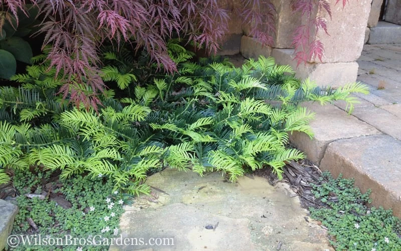 Creeping Japanese Plum Yew (Cephalotaxus Harringtonia 'Prostrata') - 7 Gallon Pot 5 Creeping Japanese Plum Yew (Cephalotaxus Harringtonia 'Prostrata') - 7 Gallon Pot - Image 5