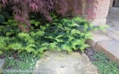Creeping Japanese Plum Yew (Cephalotaxus Harringtonia 'Prostrata') - 2.5 Gallon Pot -Foliage Dream Sales Store Yew Creeping 2 50