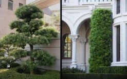 Podocarpus Macrophyllus Upright Yew - 3 Gallon Pot -Foliage Dream Sales Store Yew Podocarpus 2