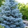 Blue Cloak White Fir (Abies Concolor) - 2 Gallon Pot