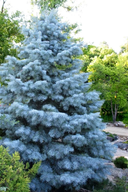 Blue Cloak White Fir (Abies Concolor) - 2 Gallon Pot 1 Blue Cloak White Fir (Abies Concolor) - 2 Gallon Pot