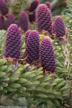 Horstmann's Silberlocke Korean Fir - 5 Gallon Pot -Foliage Dream Sales Store abies koreana hortmanns silberlocke korean fir 3