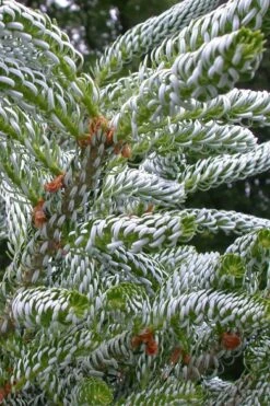 Horstmann's Silberlocke Korean Fir - 5 Gallon Pot -Foliage Dream Sales Store abies koreana hortmanns silberlocke korean fir 4