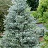 Horstmann's Silberlocke Korean Fir - 5 Gallon Pot